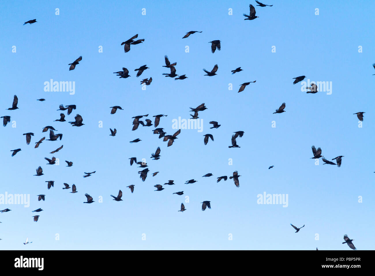 Flock of black hires stock photography and images Alamy
