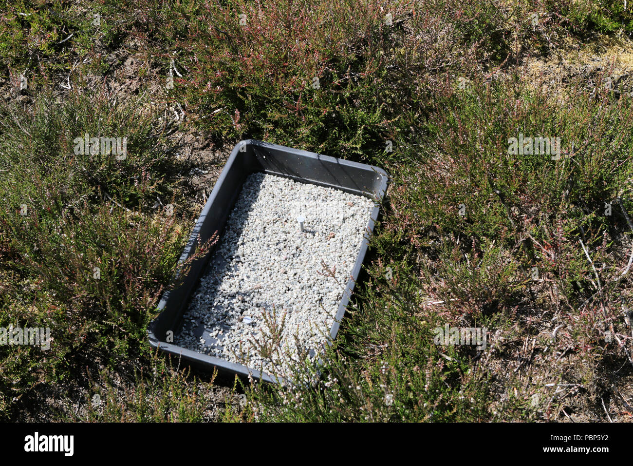 Tray for medicated grit to treat grouse for strongylosis or 'grouse disease' caused by Trichostrongylus Tenuis worm Stock Photo