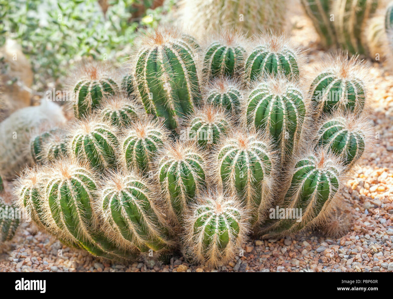 Group of green fluffy cactus, closeup. Desert plants Stock Photo - Alamy