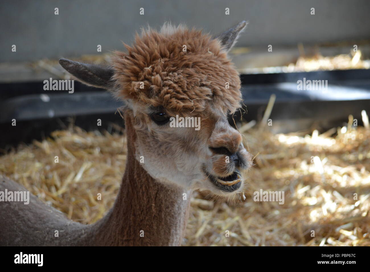 An alpaca at Bockett's Farm in Surrey, UK Stock Photo Alamy