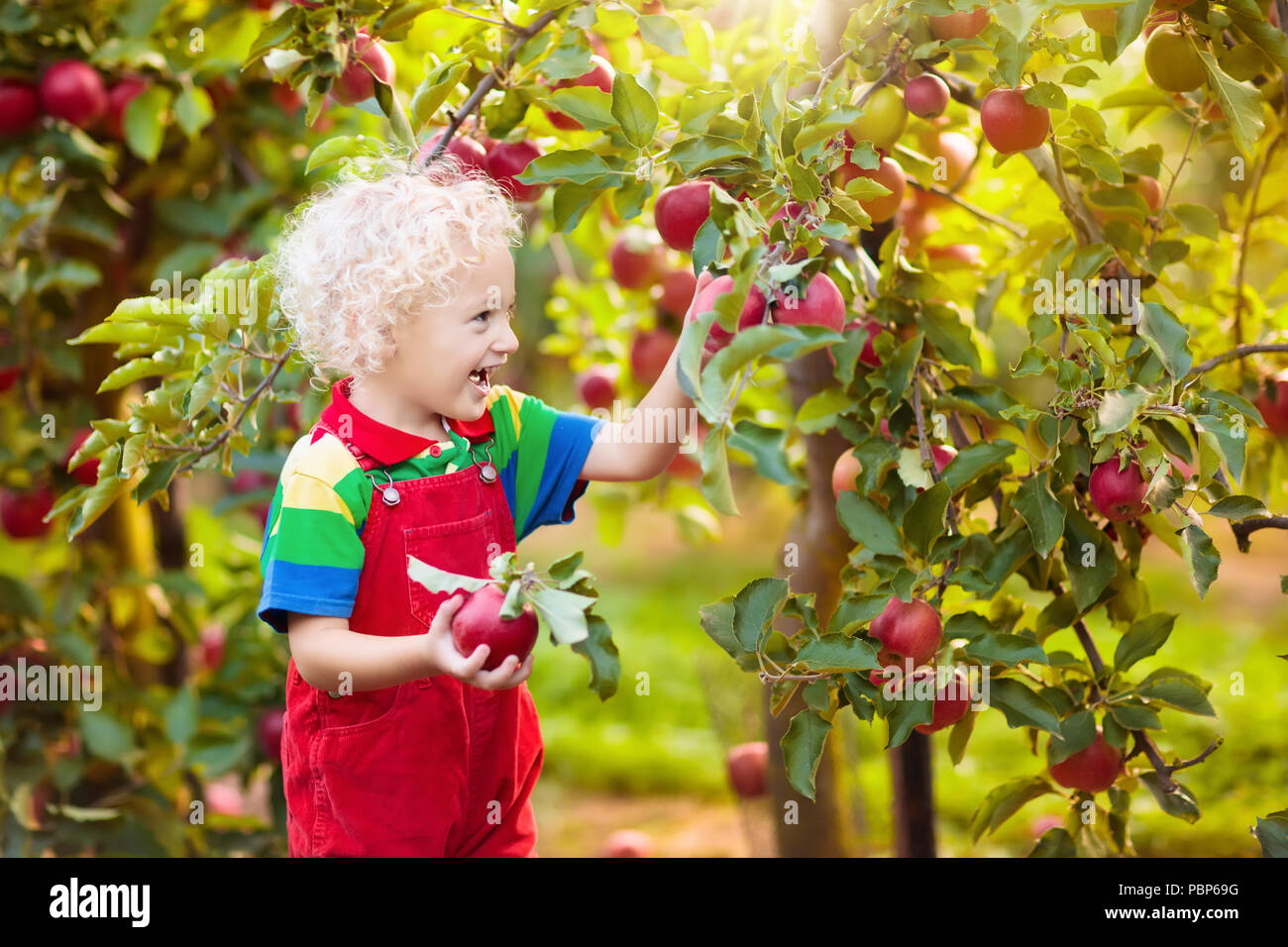 Child picking apples on farm in autumn. Blond curly little boy playing in apple tree orchard. Kids pick fruit in a basket. Toddler eating fruits at fa Stock Photo