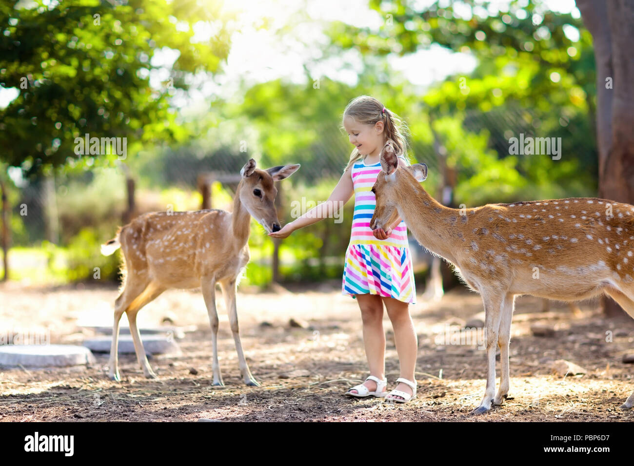 Child feeding wild deer at petting zoo. Kids feed animals at outdoor