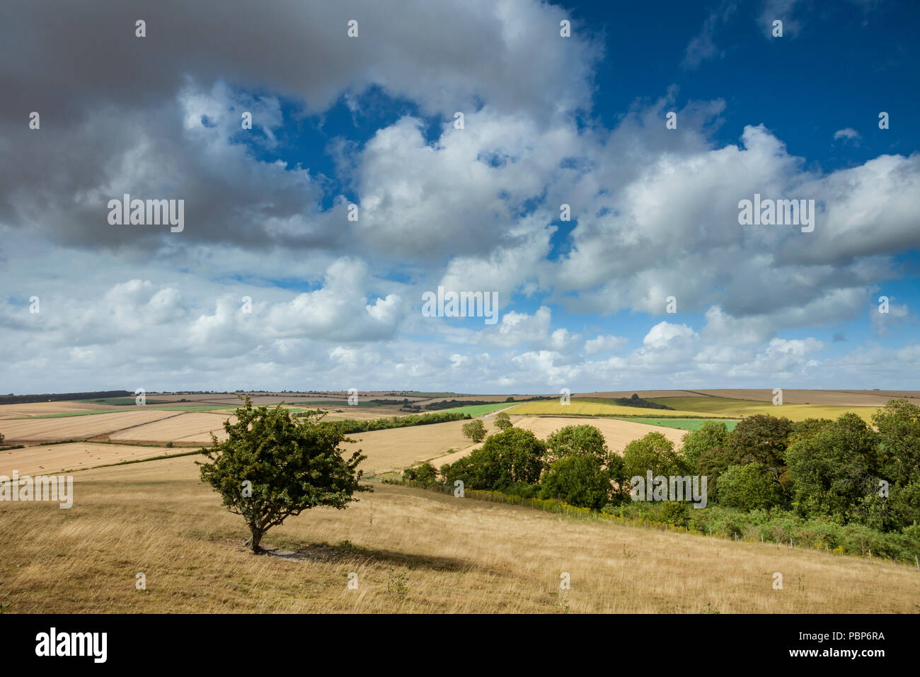 Summer afternoon in South Downs National Park, East Sussex, England