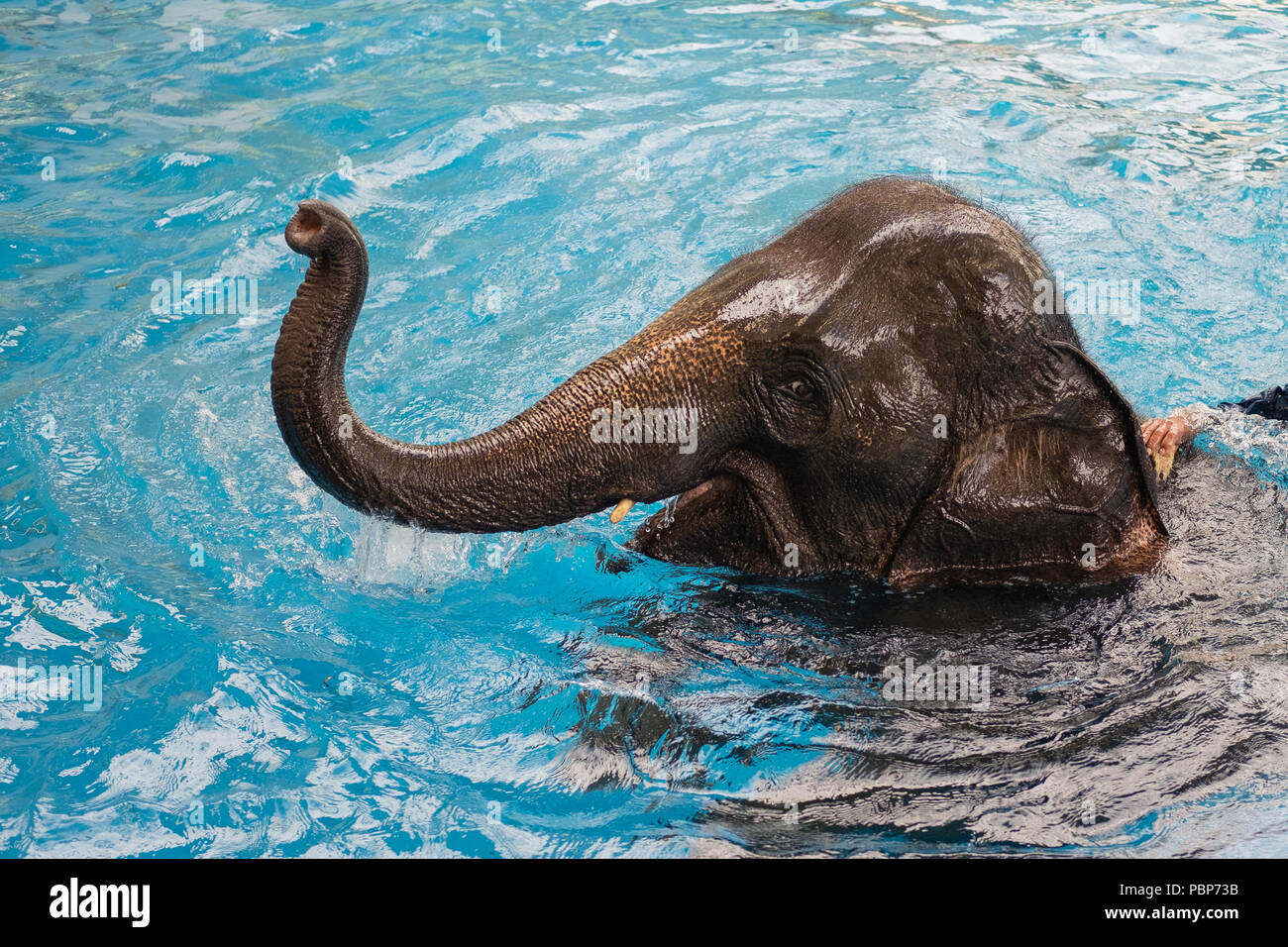 baby elephant playing in water Stock Photo
