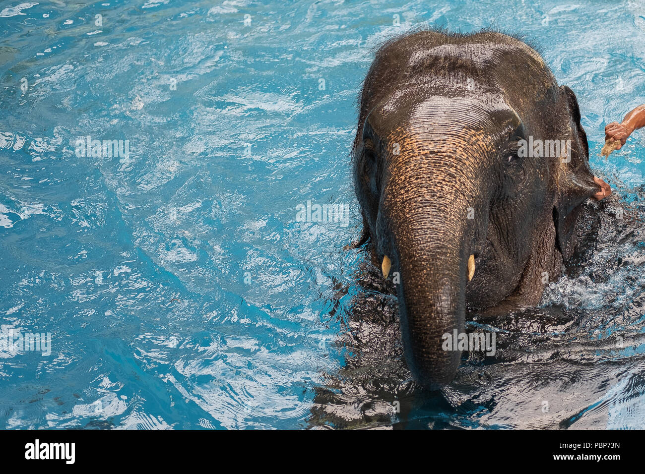 baby elephant playing in water Stock Photo
