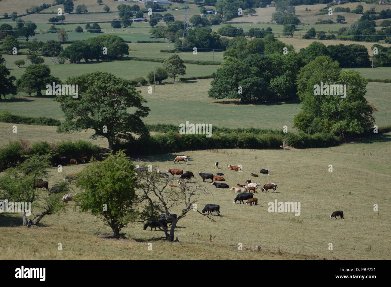 Black cattle grazing in fields hi-res stock photography and images - Alamy