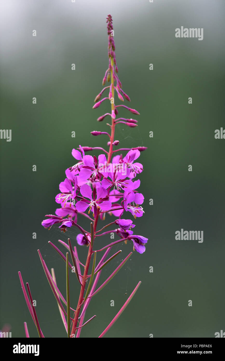 Fireweed (Chamerion angustifolium) is so abundant in some Alaska locations that it can carpet entire meadows with brilliant pink flowers. Stock Photo