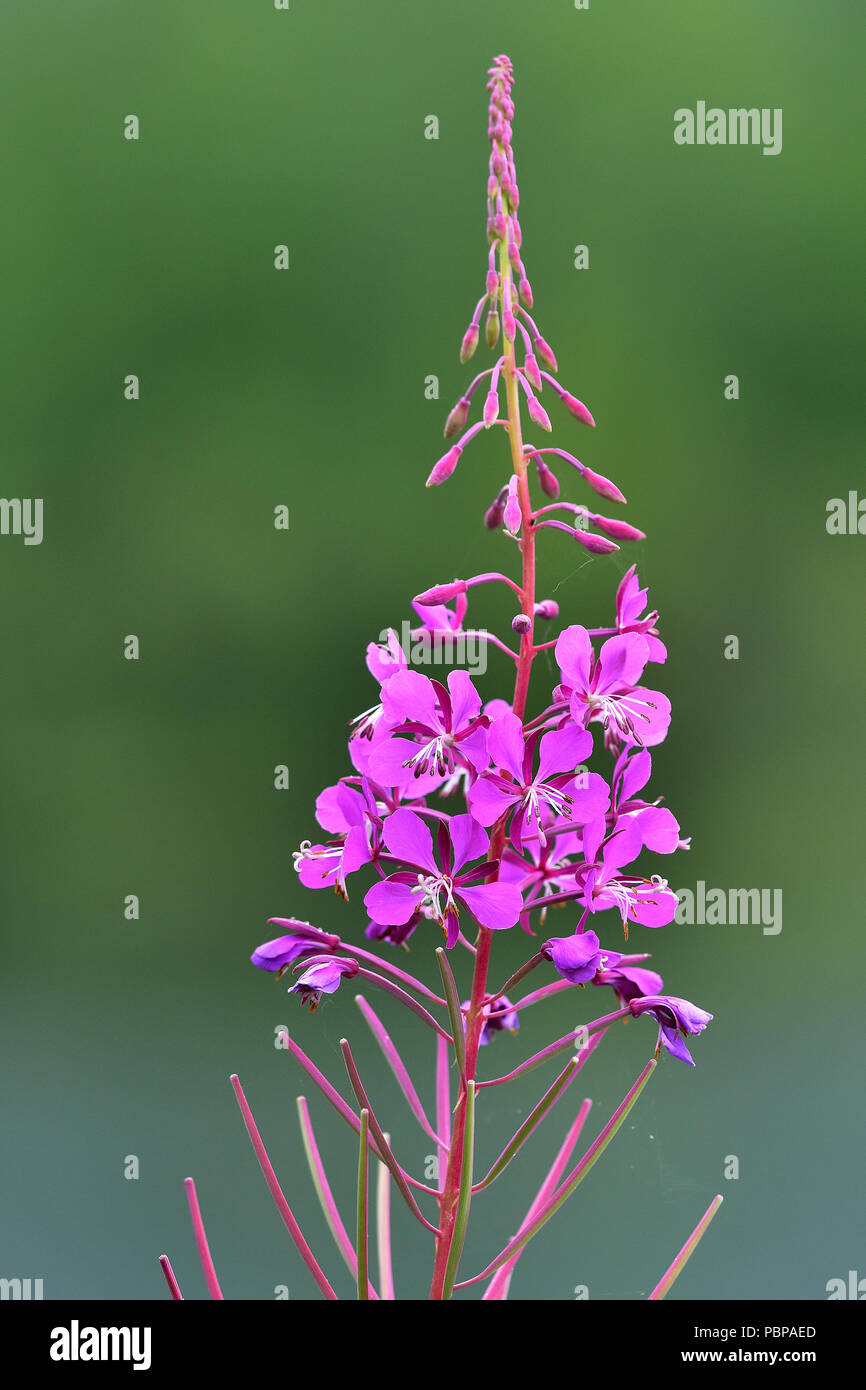 Fireweed (Chamerion angustifolium) is so abundant in some Alaska locations that it can carpet entire meadows with brilliant pink flowers. Stock Photo