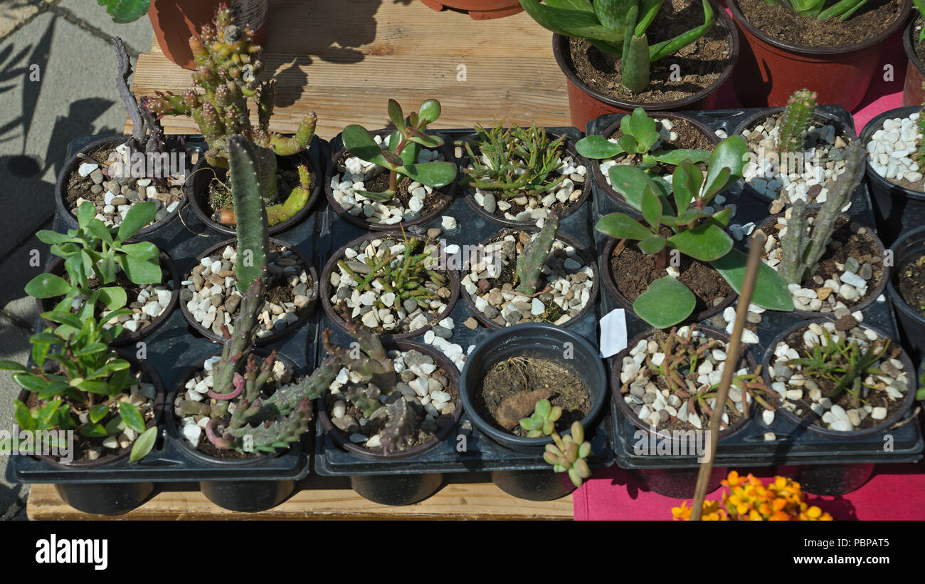 Various small cacti on table in flower shop Stock Photo