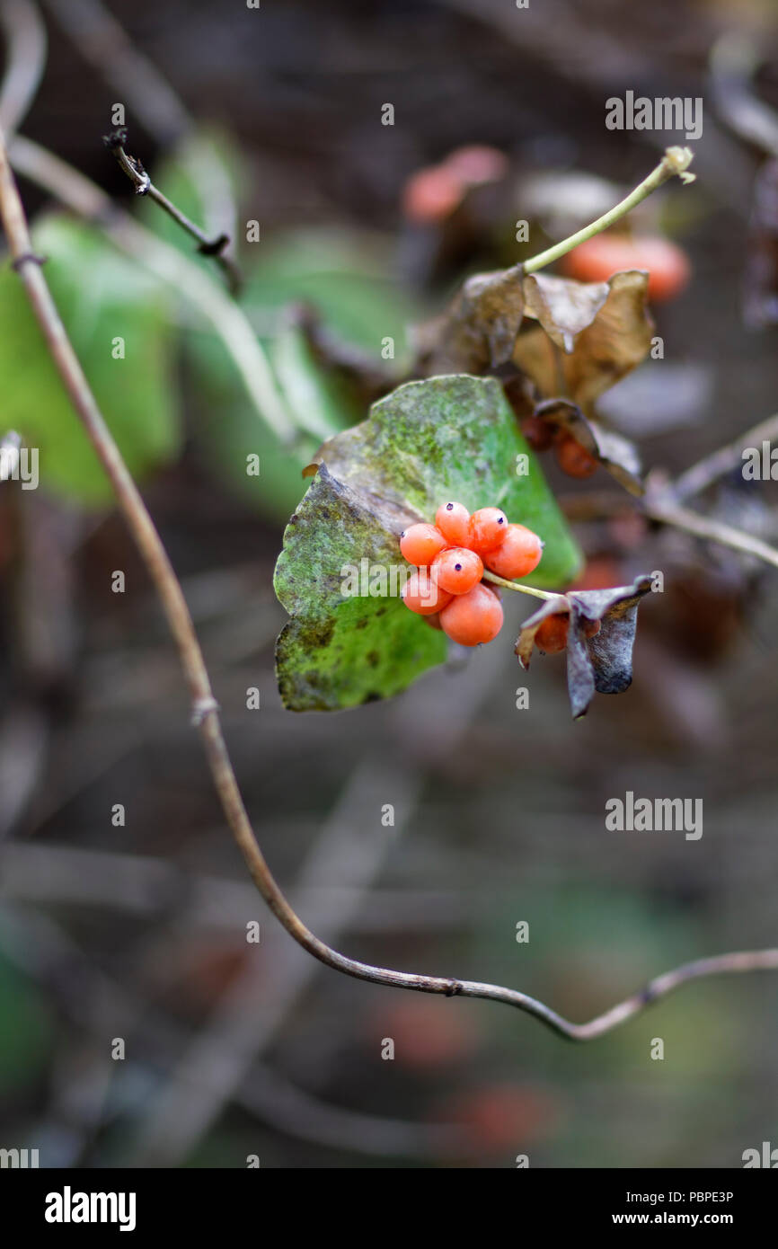Perfoliate, or Sweet Honeysuckle berries. Scientific name: Lonicera caprifolium. Stock Photo