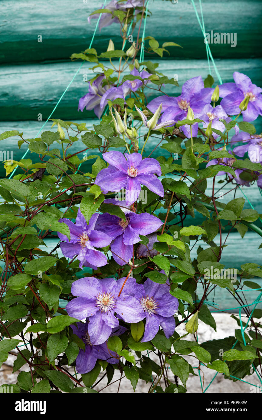 Purple Wall Of Flowers Clematis / Purple Clematis Garden Flower Purple