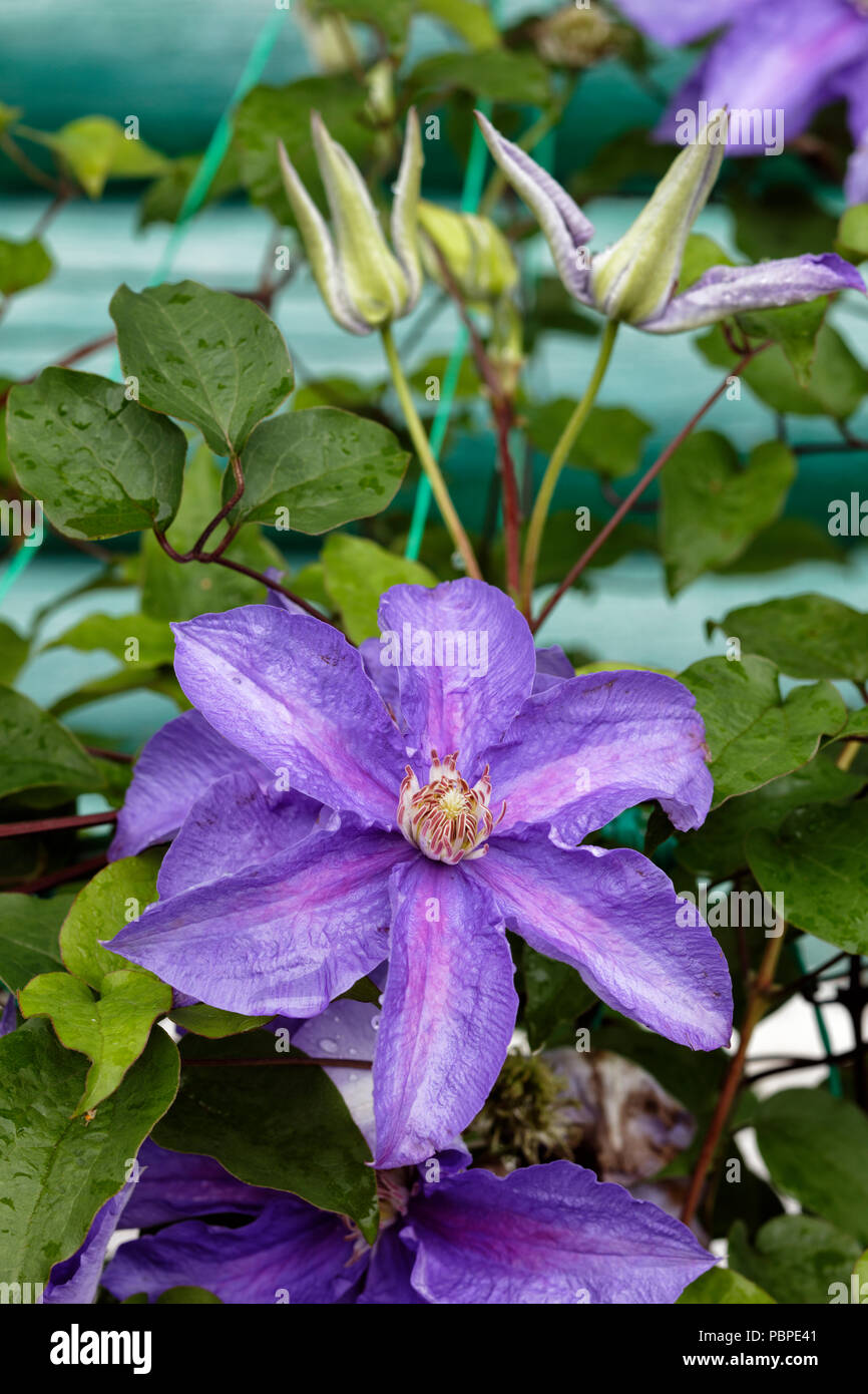 Clematis climbing wall flower hires stock photography and images Alamy
