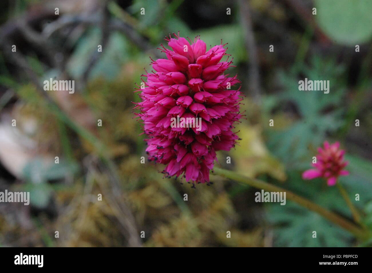 Floras in Goshainkunda Area, Nepal Stock Photo
