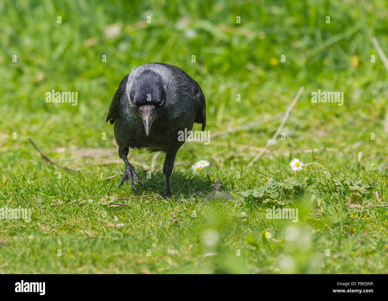 Eurasian Jackdaw (Corvus monedula) standing on grass looking at the camera in West Sussex, England, UK. Bird looking angry. Stock Photo