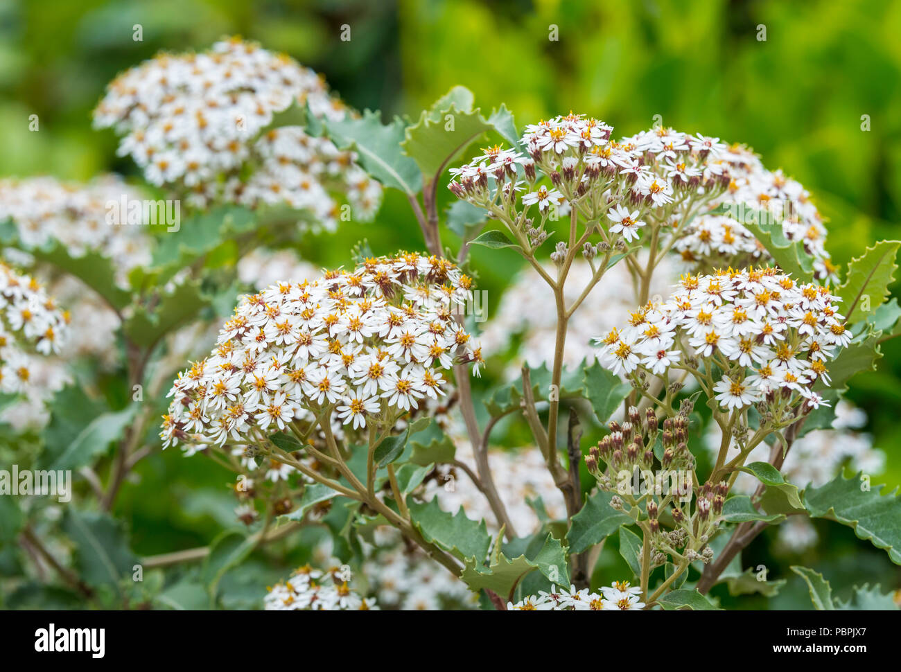 Olearia macrodonta in early Summer in West Sussex, England, UK. AKA Mountain Holly, Arorangi and New Zealand Holly Stock Photo