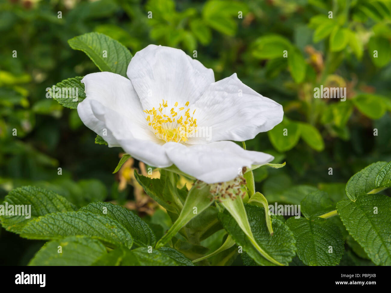 Potentilla fruticosa, a white flowering Shrubby cinquefoil flower in Summer in West Sussex, England, UK. Single flower closeup. Stock Photo
