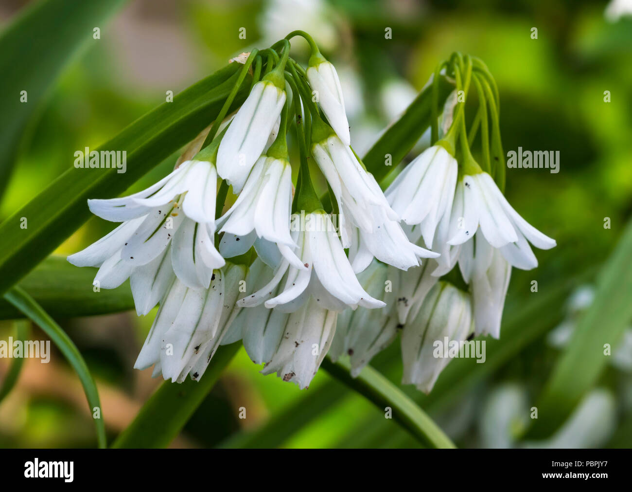 Allium triquetrum (Three-cornered Garlic) plant with small white flowers in late Spring in West Sussex, England, UK. Stock Photo