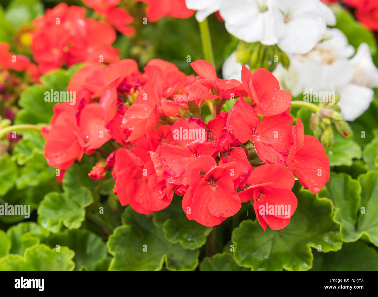 Hydrangea macrophylla. Red Hydrangeas flowers in Summer (July) flowering in West Sussex, England