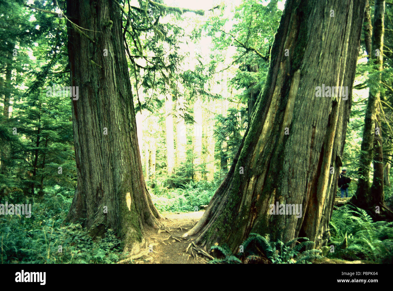 Split cedar trees,Strathcona Provincial Park.,Vancouver Island,British Columbia Stock Photo