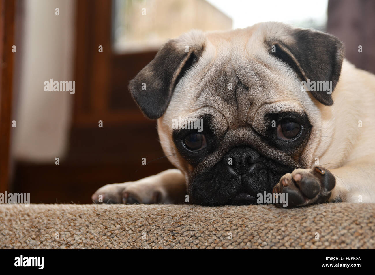 Pug resting head on carpet looking sad Stock Photo