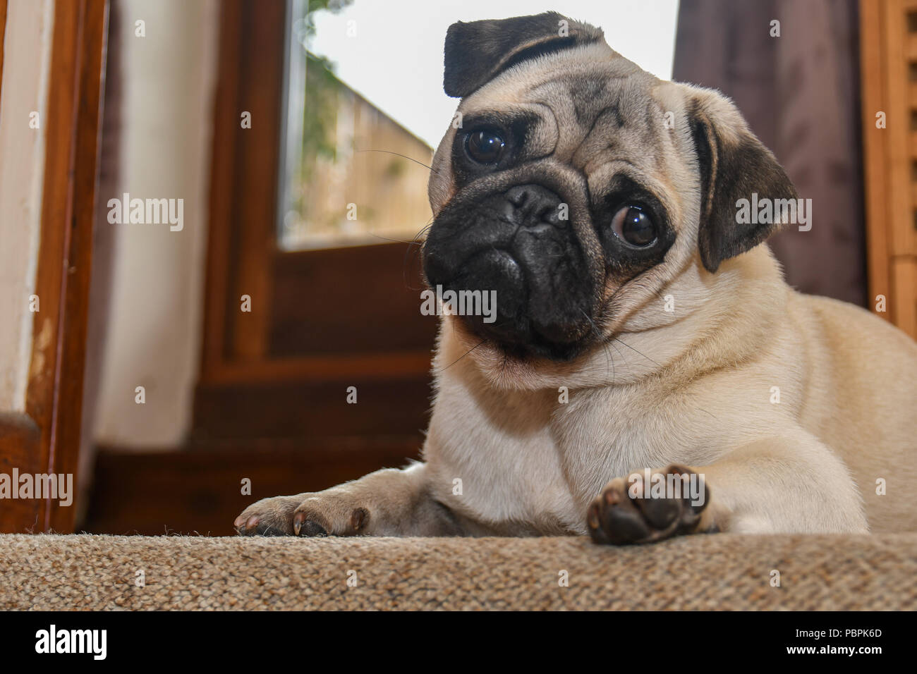 Pug with his head to one side looking inquisitively Stock Photo