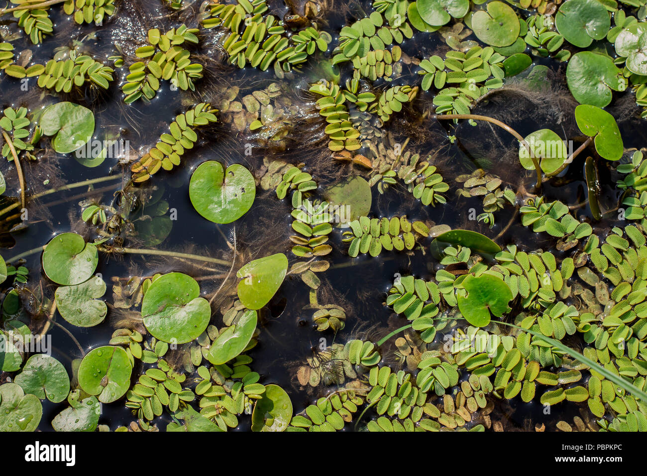 Floating leaves of aquatic fern - Salvinia natans and leaves of frogbit Hydrocharis morsus-ranae Stock Photo