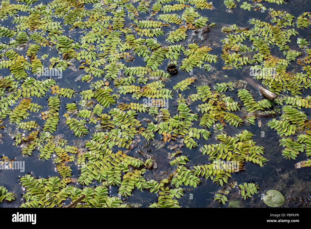 Floating aquatic fern Salvinia natans Stock Photo