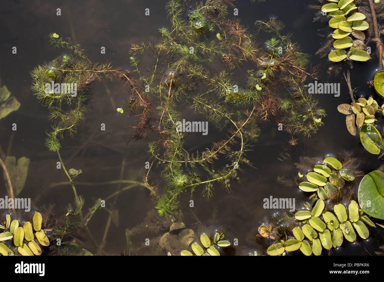 common bladderwort - Utricularia vulgaris floating in the water Stock Photo