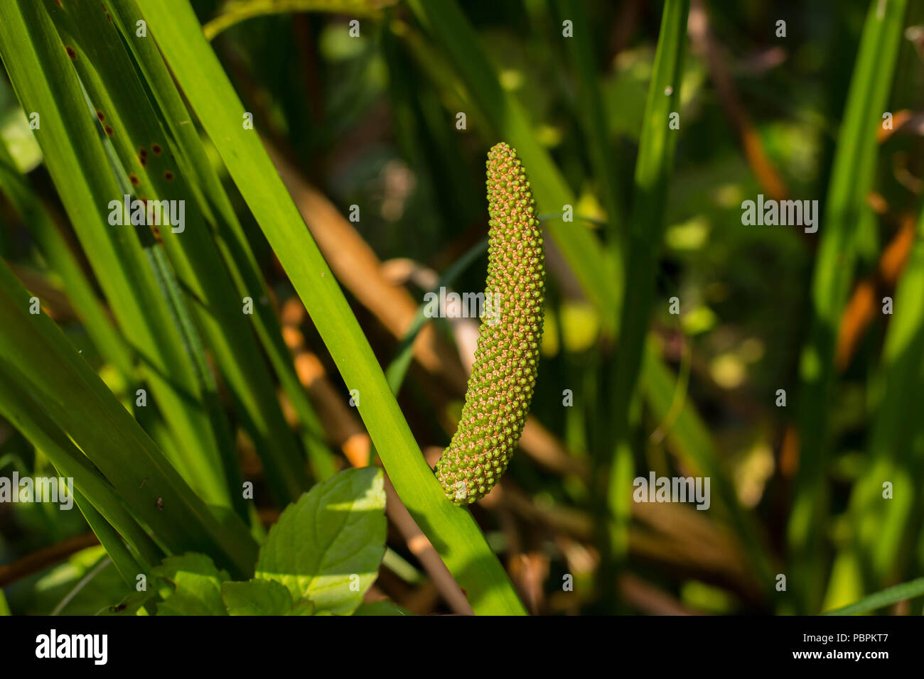Inflorescence of sweet flag (Acorus calamus) with young fruits Stock