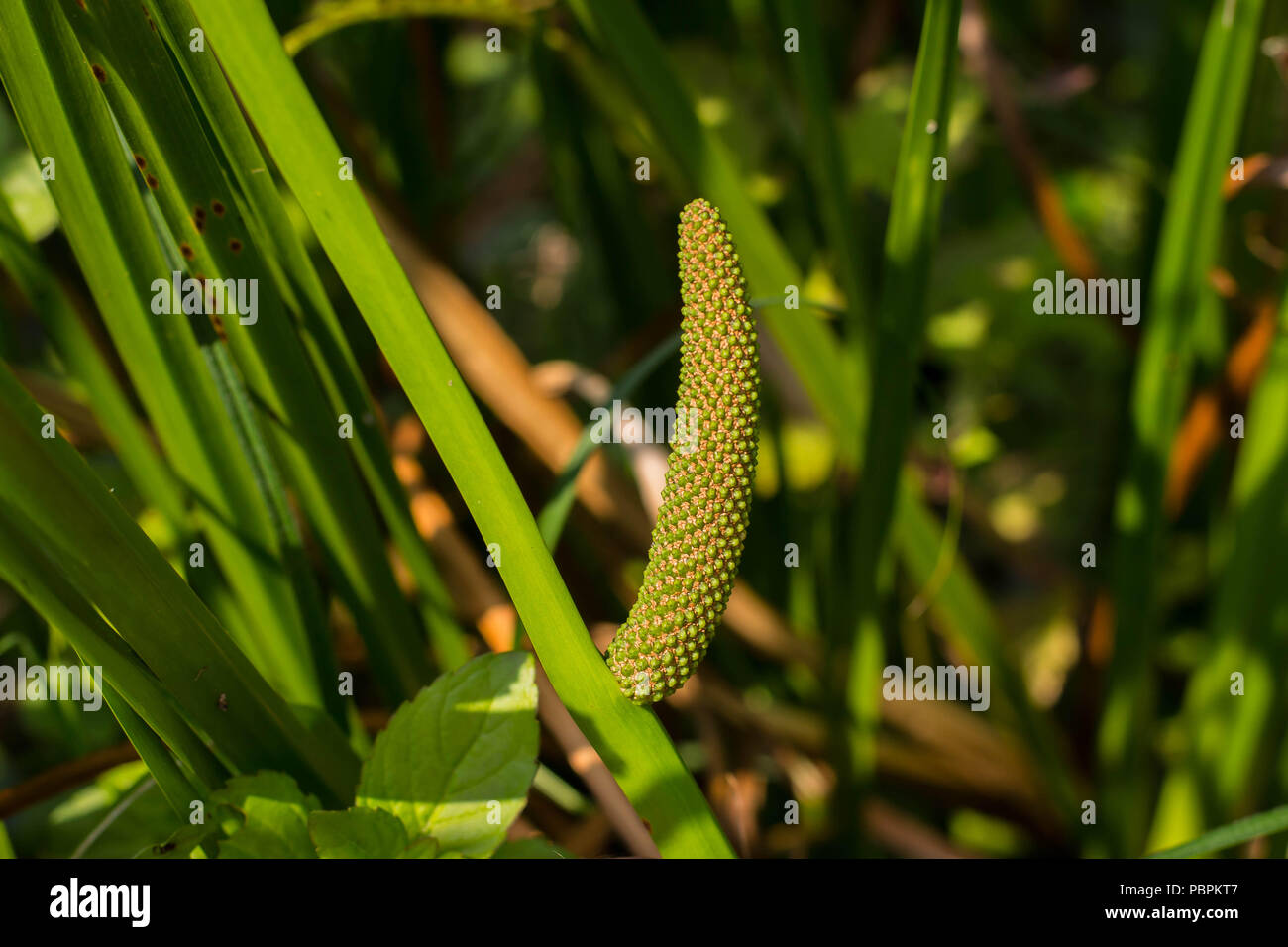 Inflorescence of sweet flag (Acorus calamus) with young fruits Stock Photo