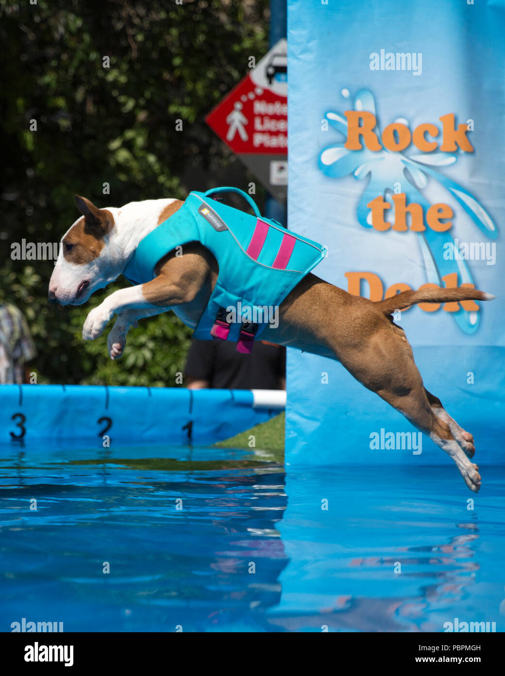Calgary, Canada. 28th July, 2018. Dog wearing life jacket leaps into