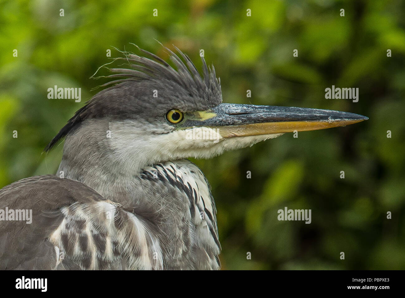 London,UK. 29 July, 2018 A heron in the Japanese garden at Peckham Rye