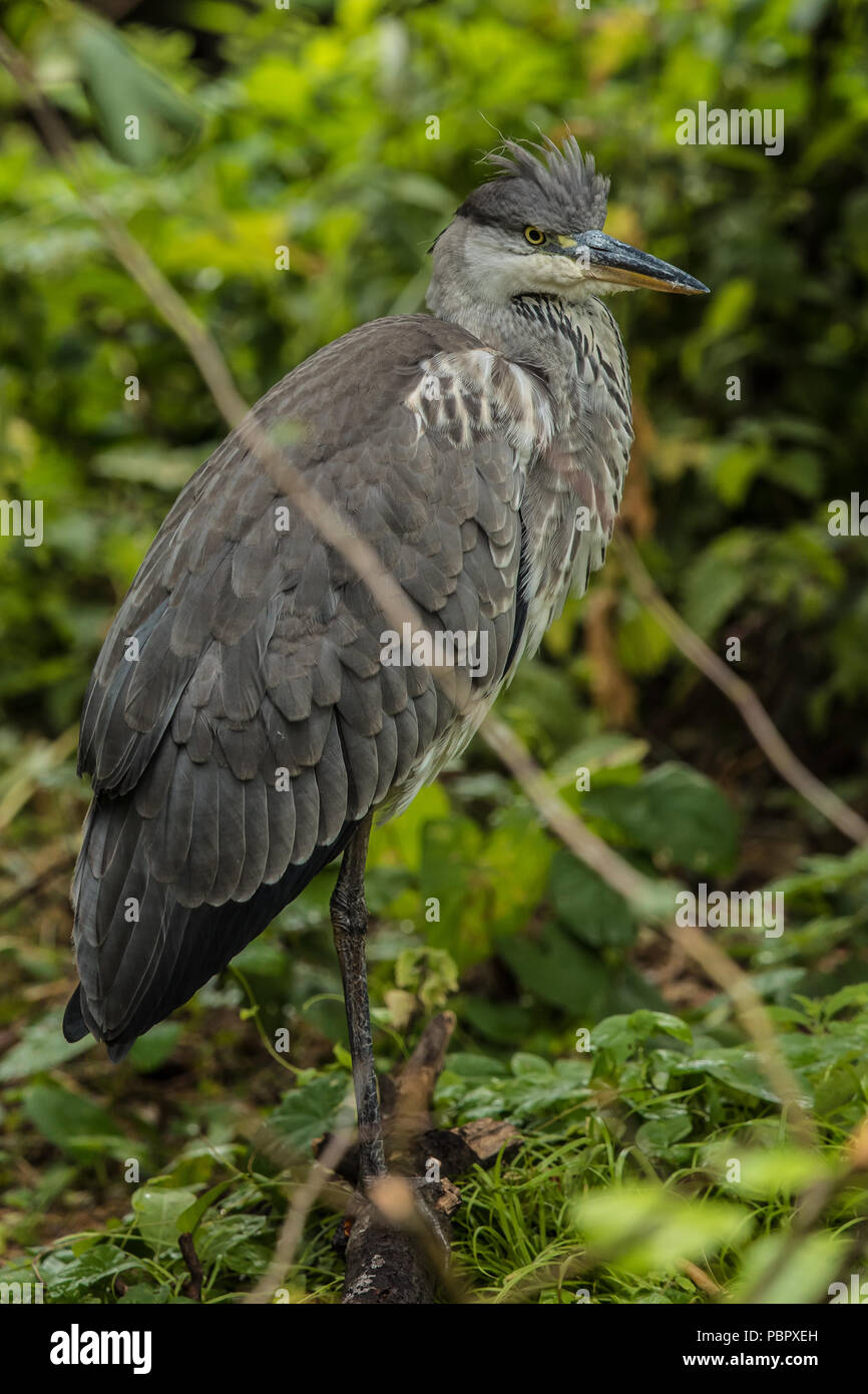 London,UK. 29 July, 2018 A heron in the Japanese garden at Peckham Rye