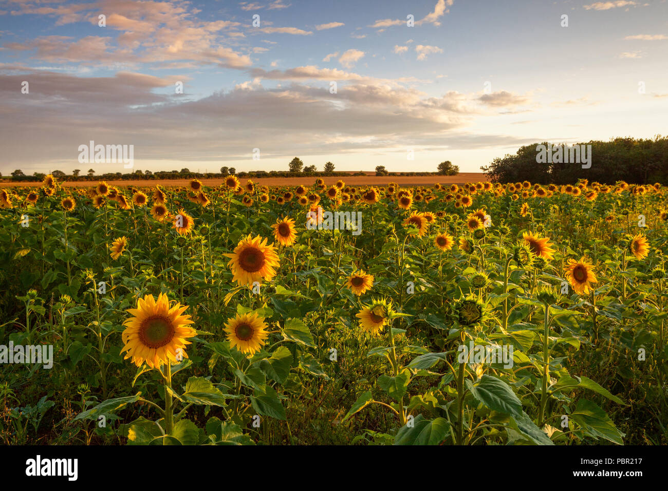 Goxhill, North Lincolnshire, UK. 29th July 2018. UK Weather: After a wet and windy day, the clouds eventually clear over a field of sunflowers, bathing the field in late evening light. Goxhill, North Lincolnshire, UK. 29th July 2018. Credit: LEE BEEL/Alamy Live News Stock Photo