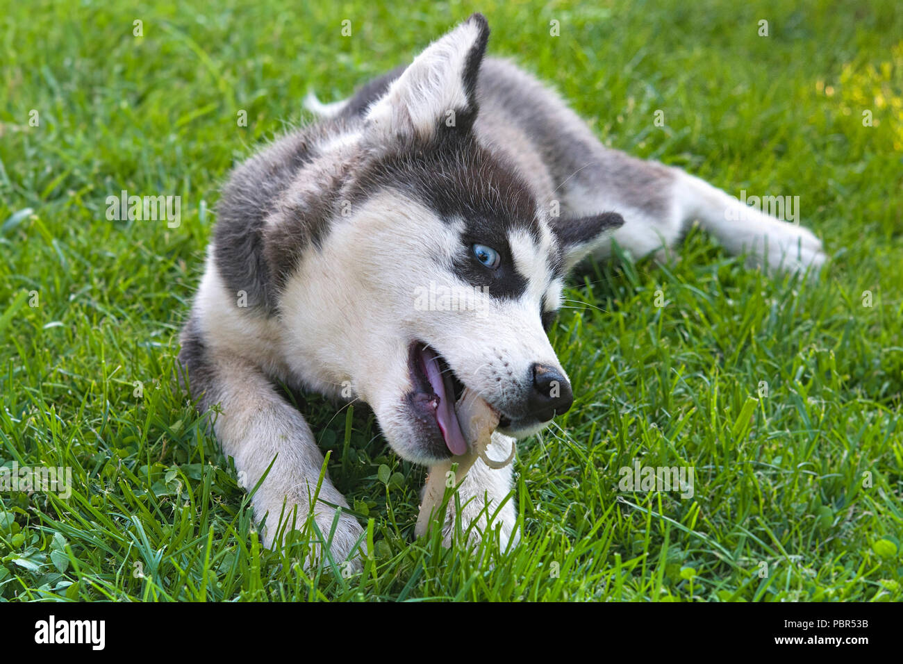 Cute siberian husky puppy play toy on grass. Cute dog Stock Photo Alamy