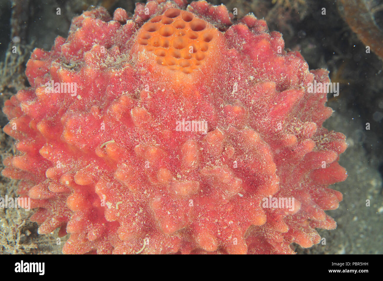 Spherical red sponge with clearly visible yellowish osculum Stock Photo