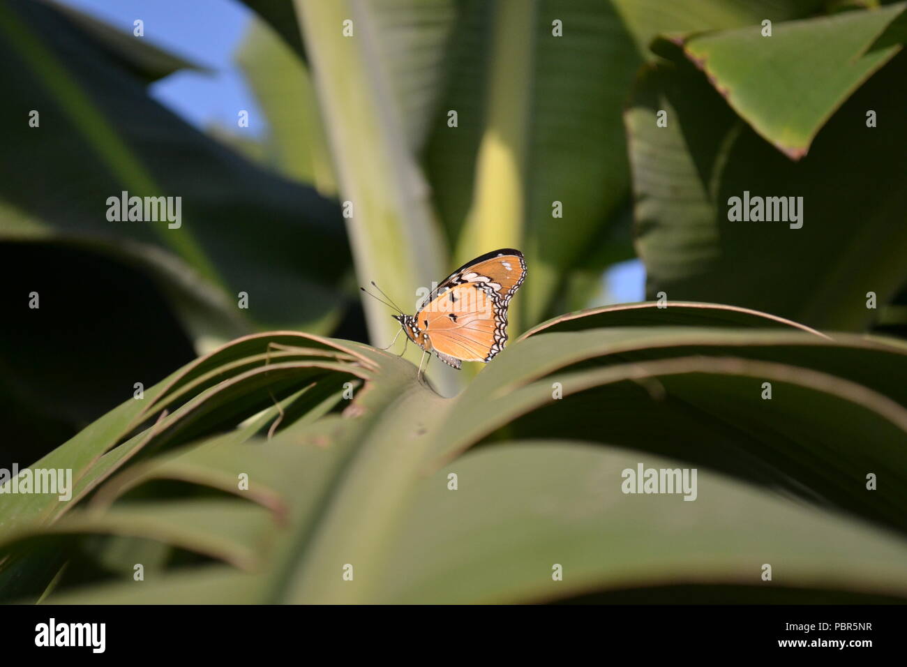 Butterfly resting on banana leaves Stock Photo