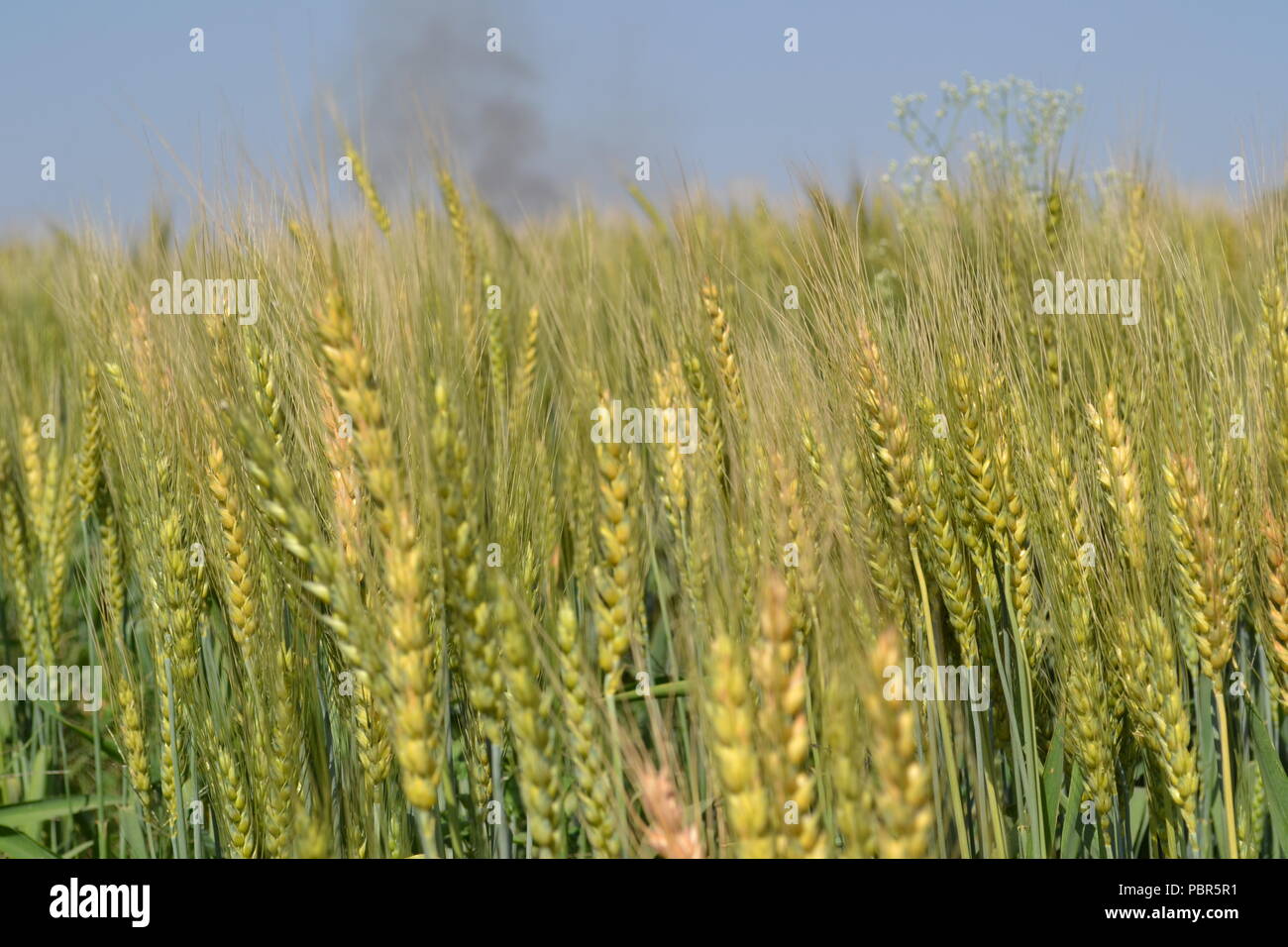 Wheat crops in india Stock Photo