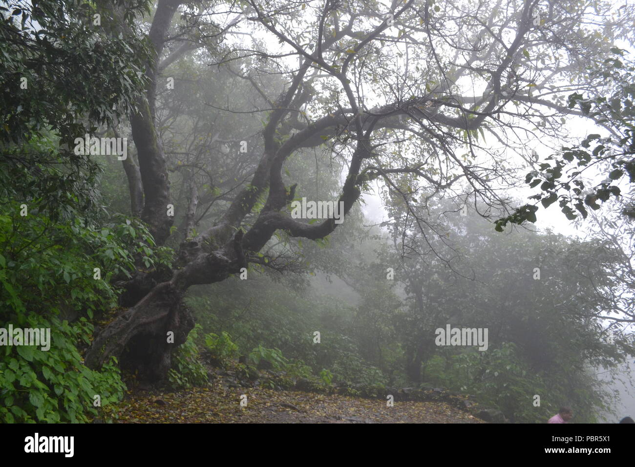 Tropical monsoon forest hires stock photography and images Alamy