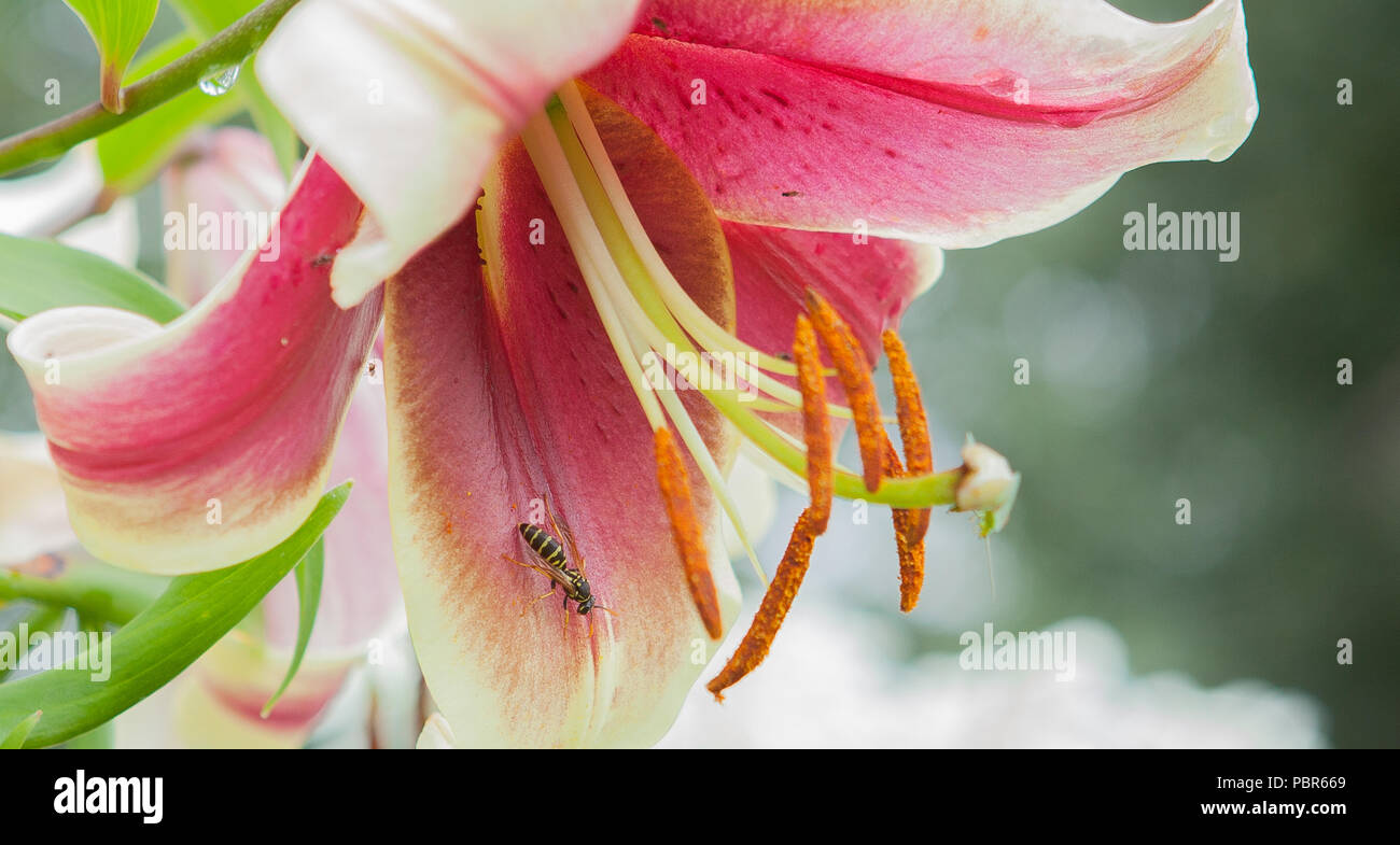 Beautifulflower hi-res stock photography and images - Alamy