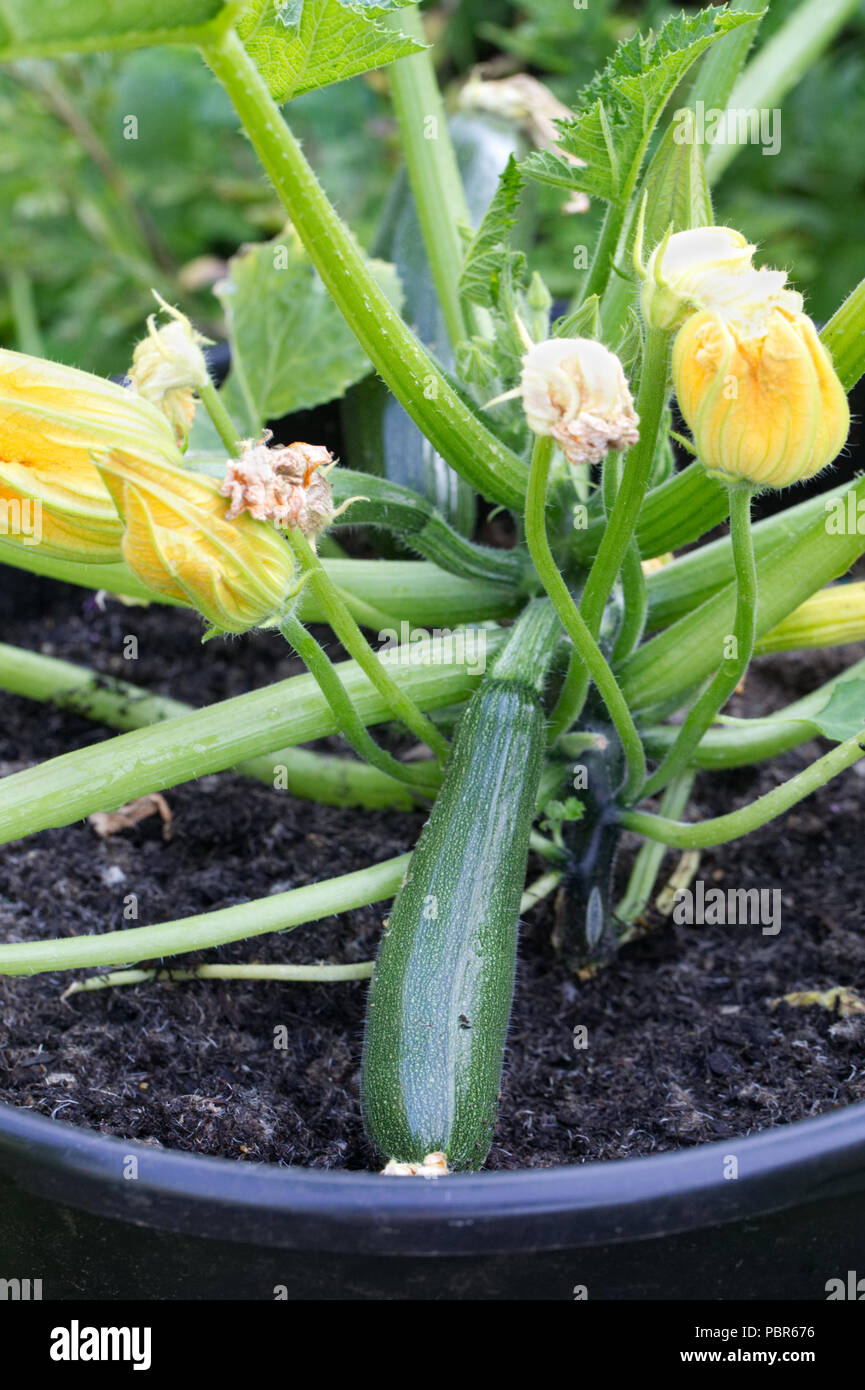 Growing courgettes container hires stock photography and images Alamy