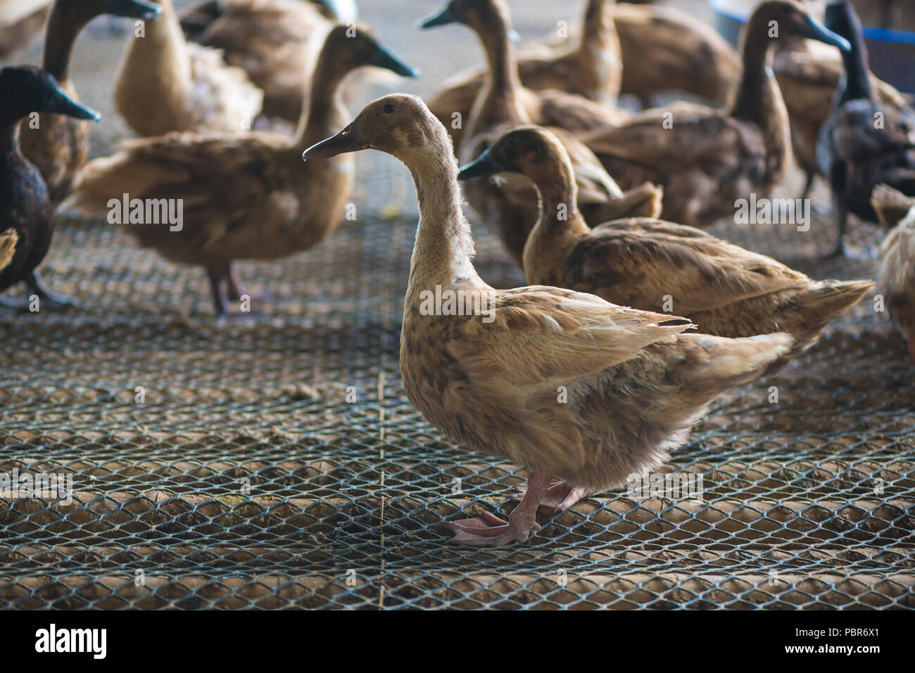 Group of ducks in farm, traditional farming in Thailand, animal farm