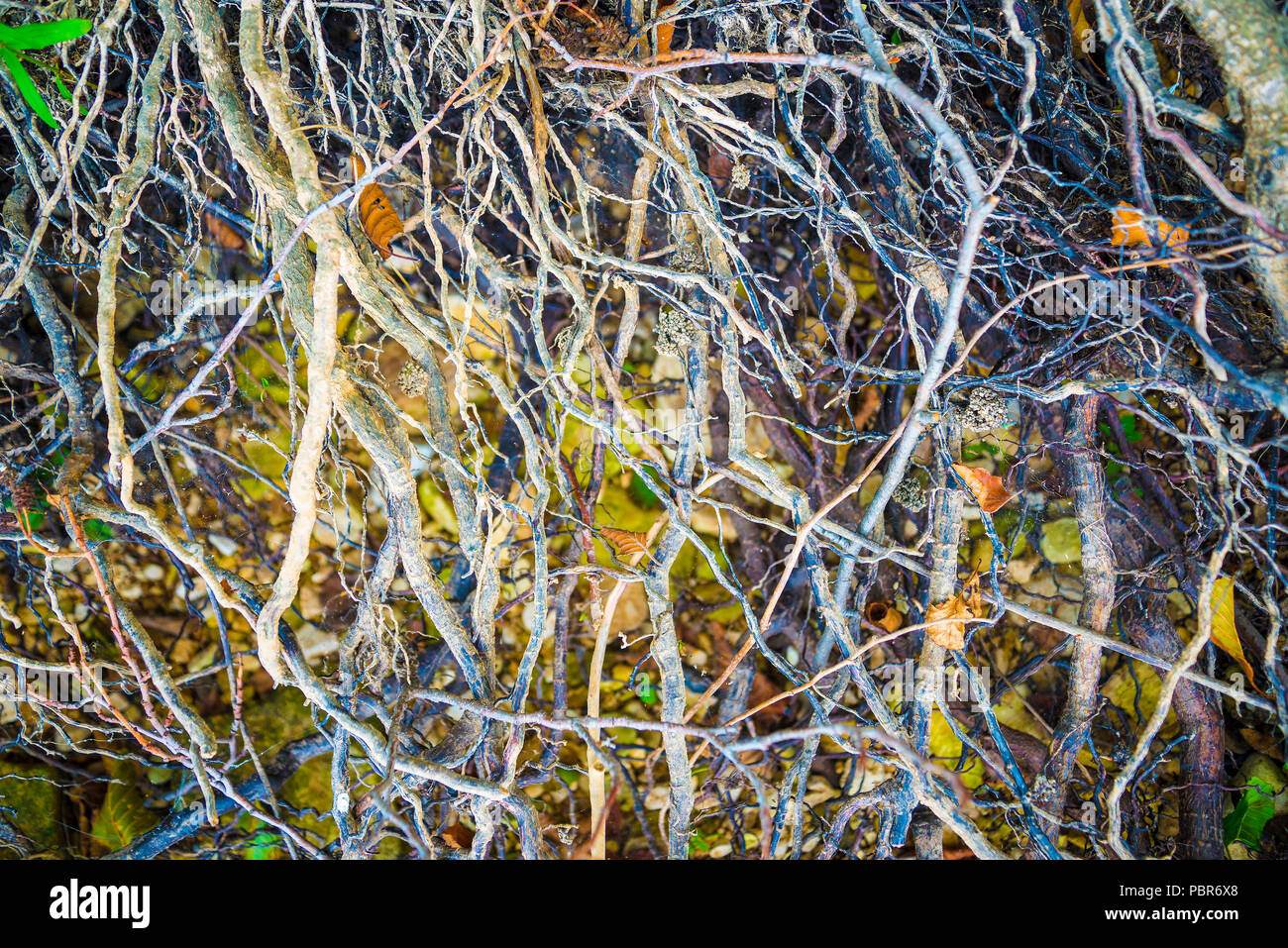 Tree roots very small Stock Photo Alamy