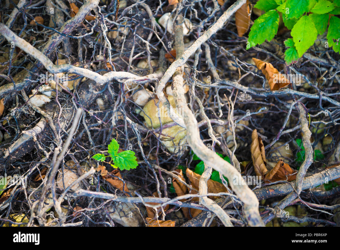 Tree roots very small Stock Photo Alamy