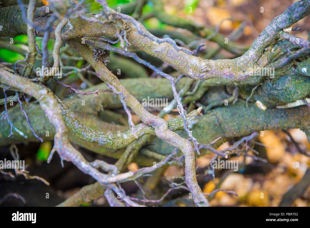 Tree roots very small Stock Photo Alamy