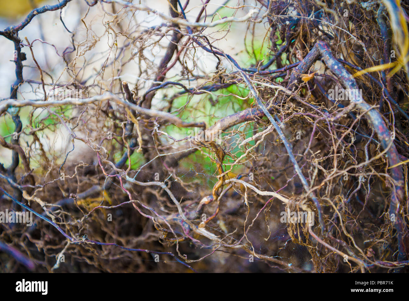 Tree roots very small Stock Photo Alamy
