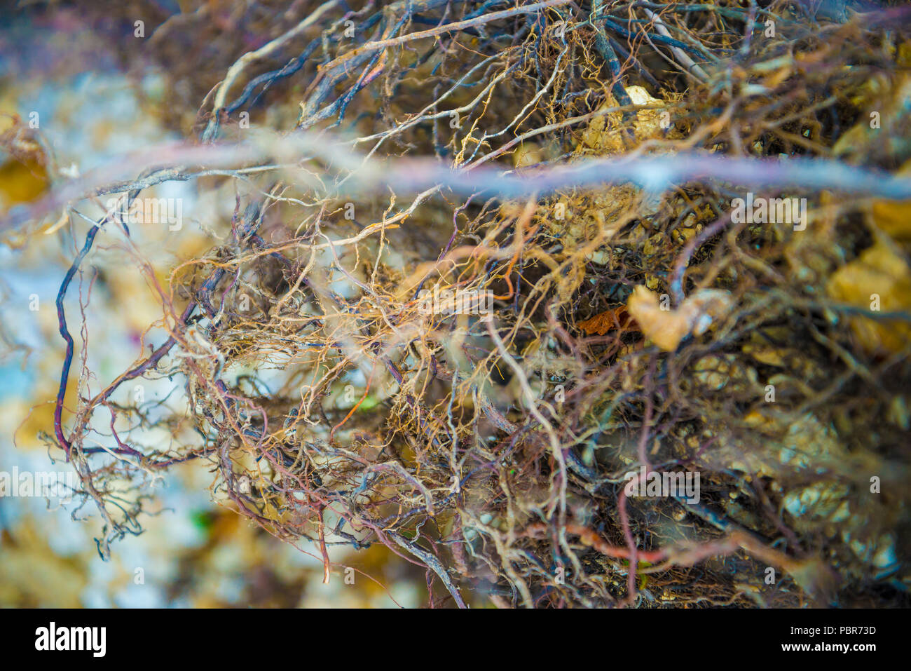Tree roots very small Stock Photo Alamy