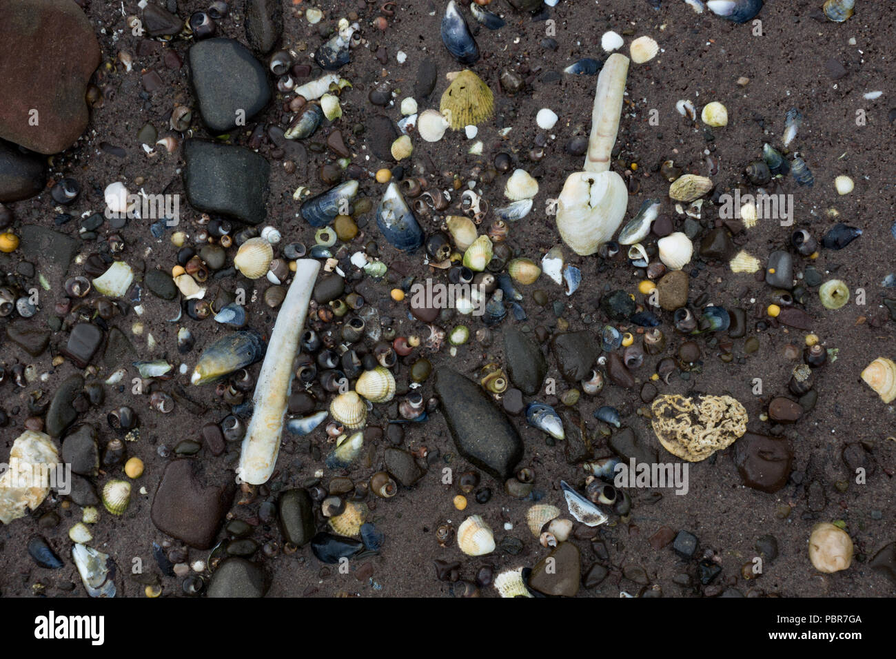 plastic knife amongst seashells on beach. Scotland Stock Photo - Alamy