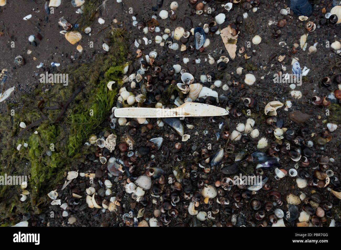 plastic knife amongst seashells on beach. Scotland. Stock Photo