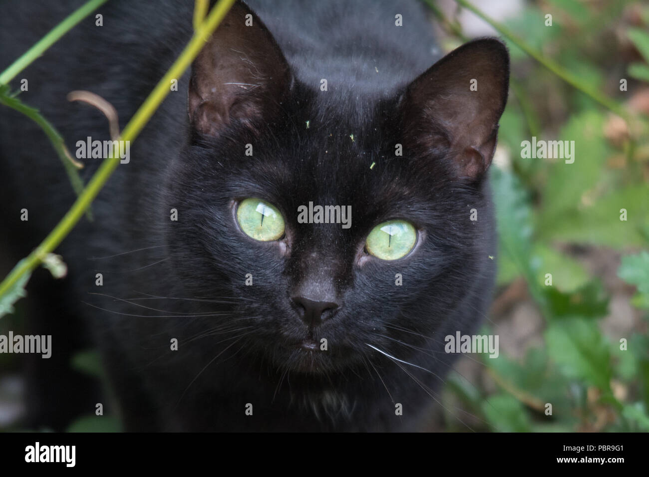 Face of a black cat with green eyes in a UK garden Stock Photo